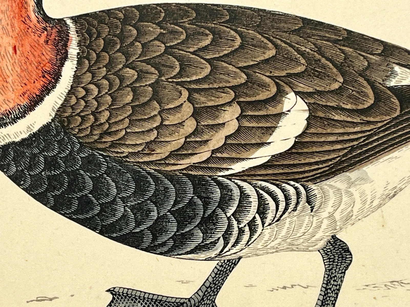 Antique Hand Tinted Bird Print From England Featuring a Red Breasted Goose - Circa 1880 - 8