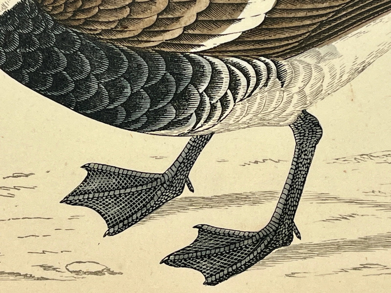 Antique Hand Tinted Bird Print From England Featuring a Red Breasted Goose - Circa 1880 - 9