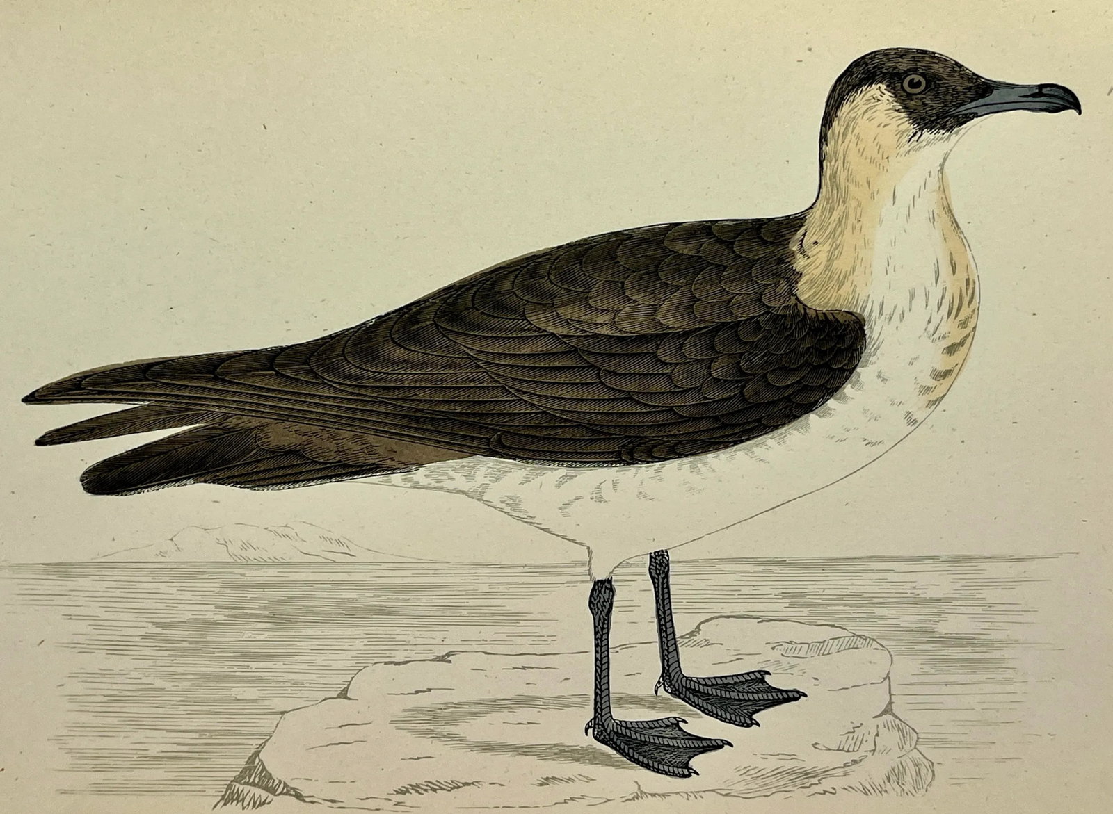 Antique Hand Tinted Bird Print From England Featuring a Brown & White Pomerine Skua - Circa 1888 - 11