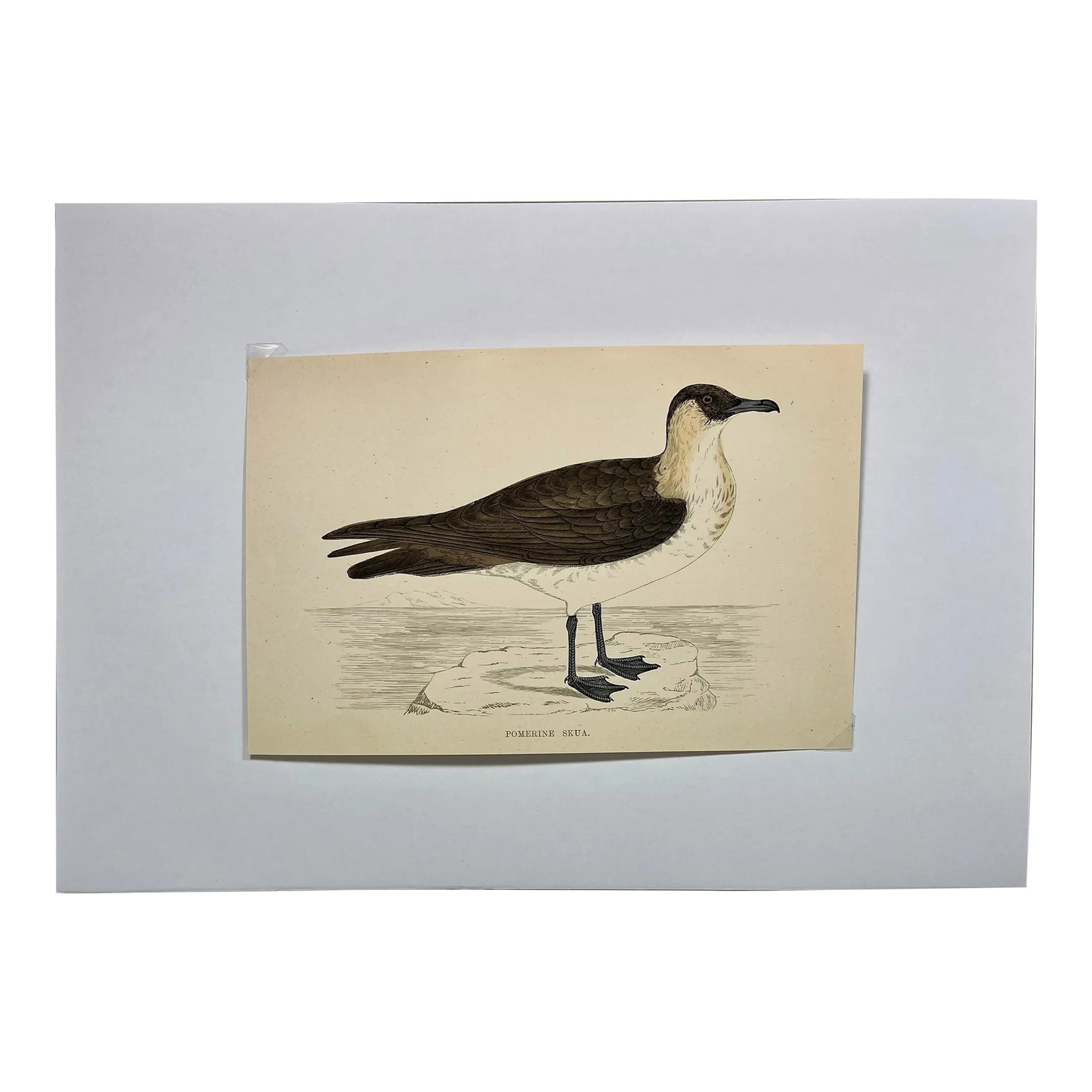 Antique Hand Tinted Bird Print From England Featuring a Brown & White Pomerine Skua - Circa 1888: Antique Hand Tinted Bird Print From England Featuring a Brown & White Pomerine Skua - Circa 1888. Print measures 7 1/4" W x 4 7/8" Print is attached to an 11 3/4" W x 8 1/4" T piece of paper by 2 corn