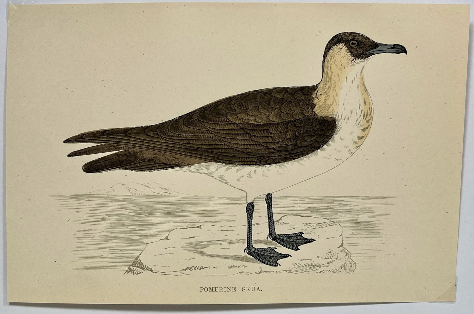Antique Hand Tinted Bird Print From England Featuring a Brown & White Pomerine Skua - Circa 1888 - 2