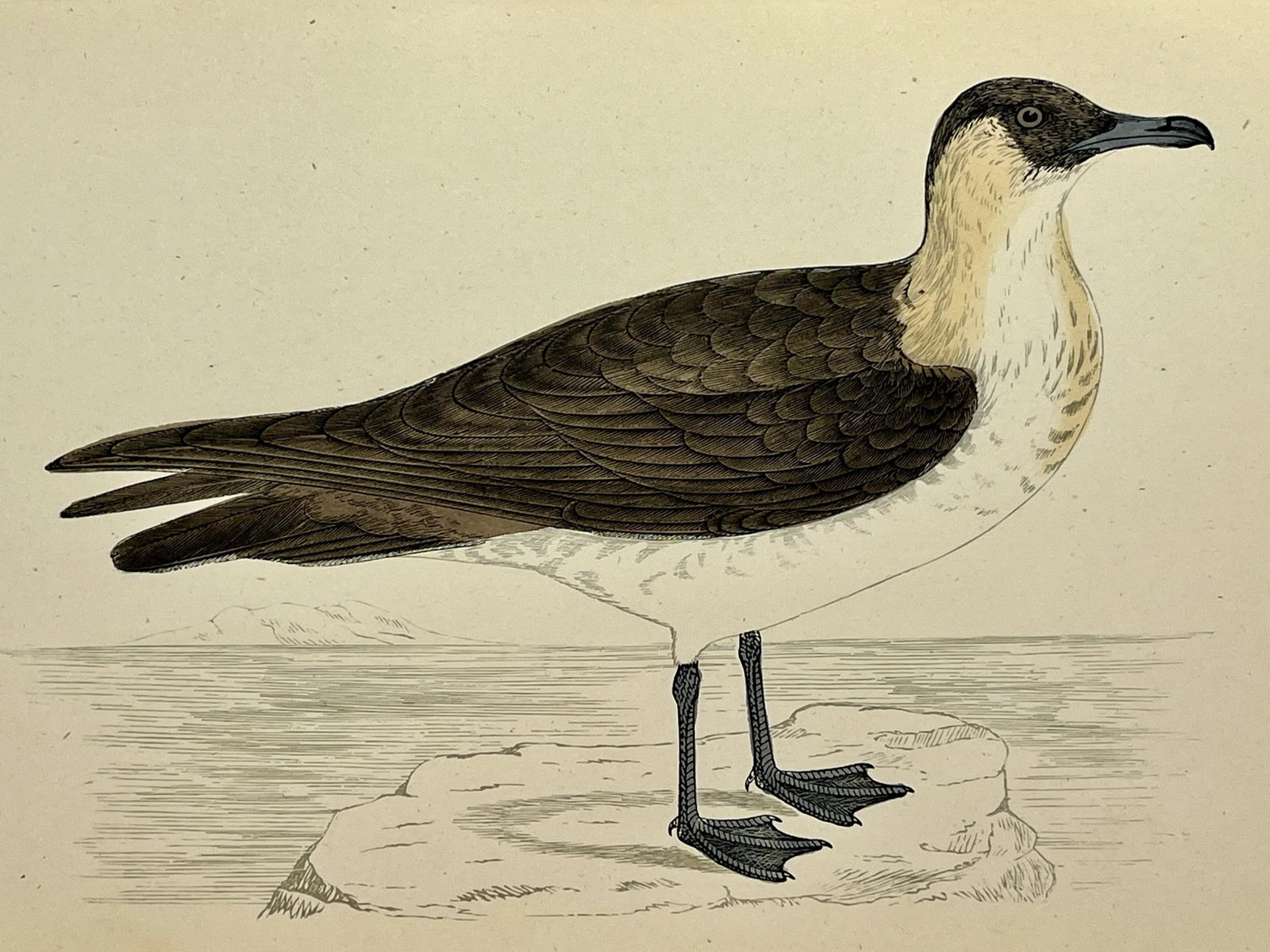 Antique Hand Tinted Bird Print From England Featuring a Brown & White Pomerine Skua - Circa 1888 - 3