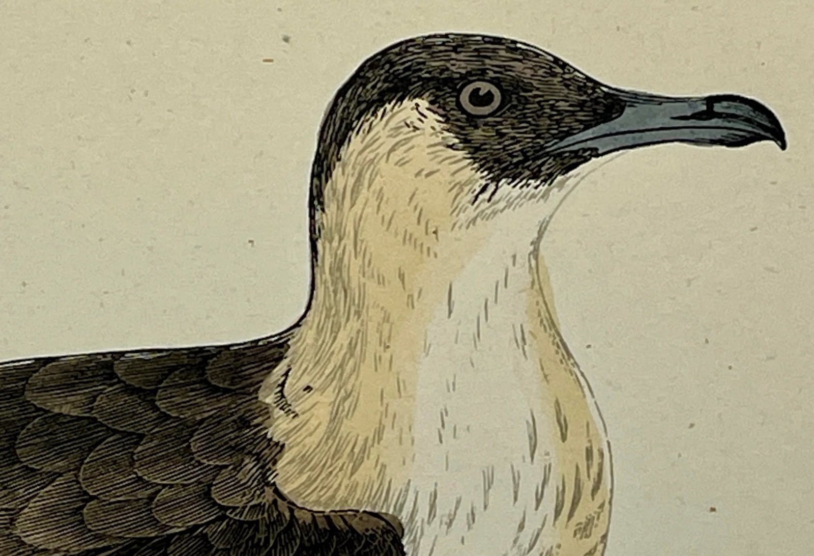Antique Hand Tinted Bird Print From England Featuring a Brown & White Pomerine Skua - Circa 1888 - 4