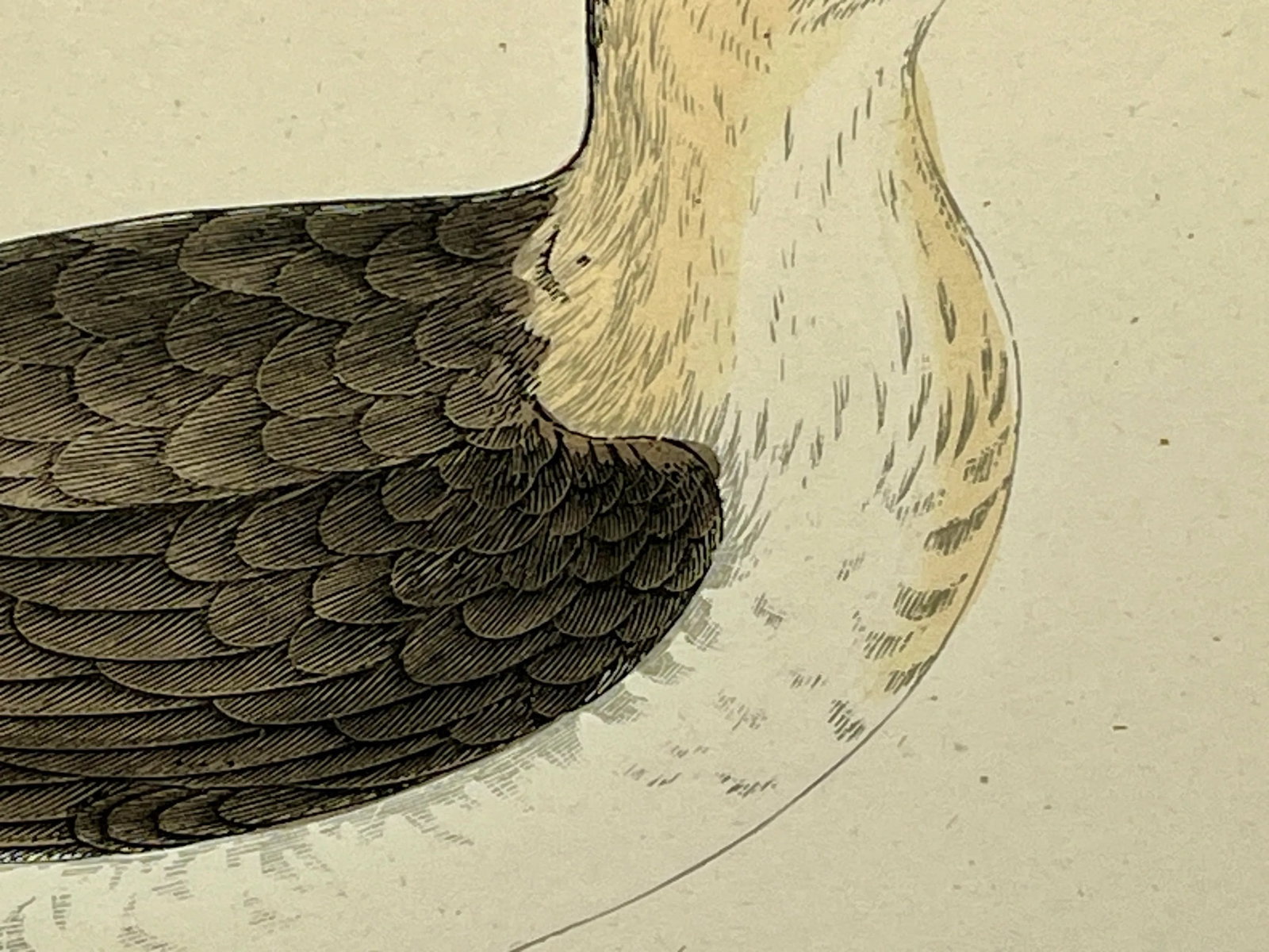 Antique Hand Tinted Bird Print From England Featuring a Brown & White Pomerine Skua - Circa 1888 - 5