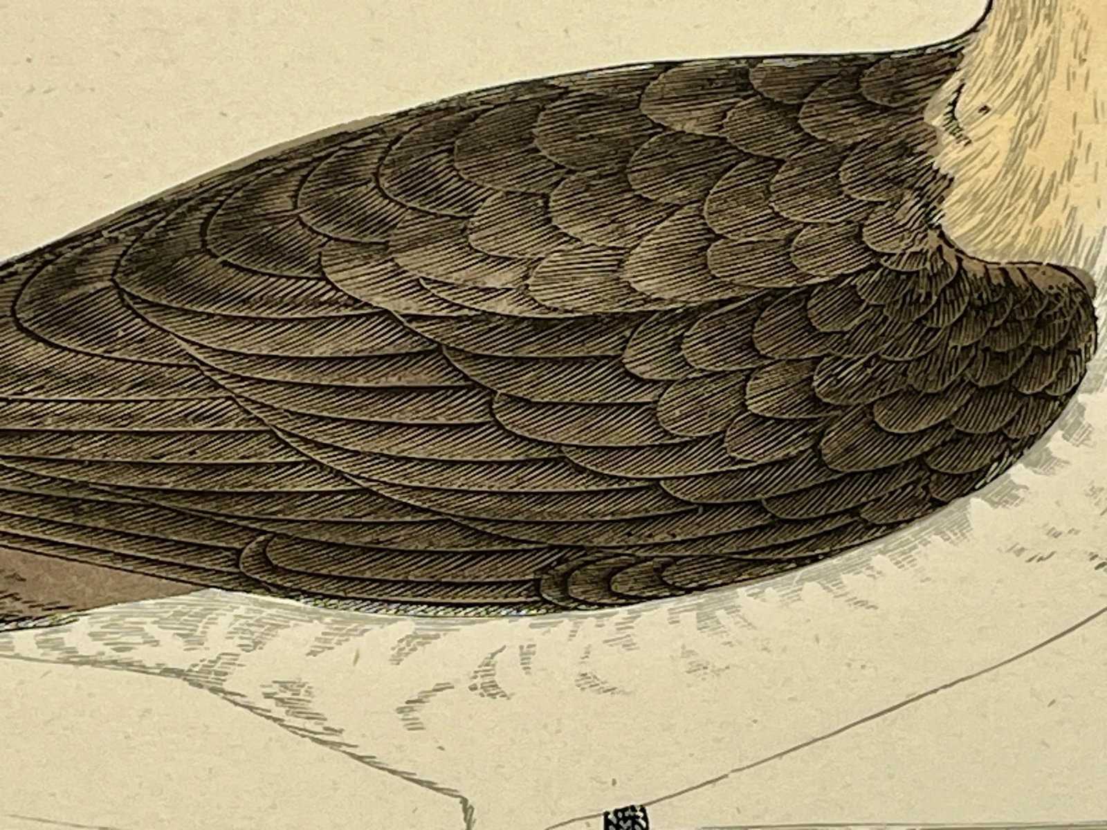 Antique Hand Tinted Bird Print From England Featuring a Brown & White Pomerine Skua - Circa 1888 - 6