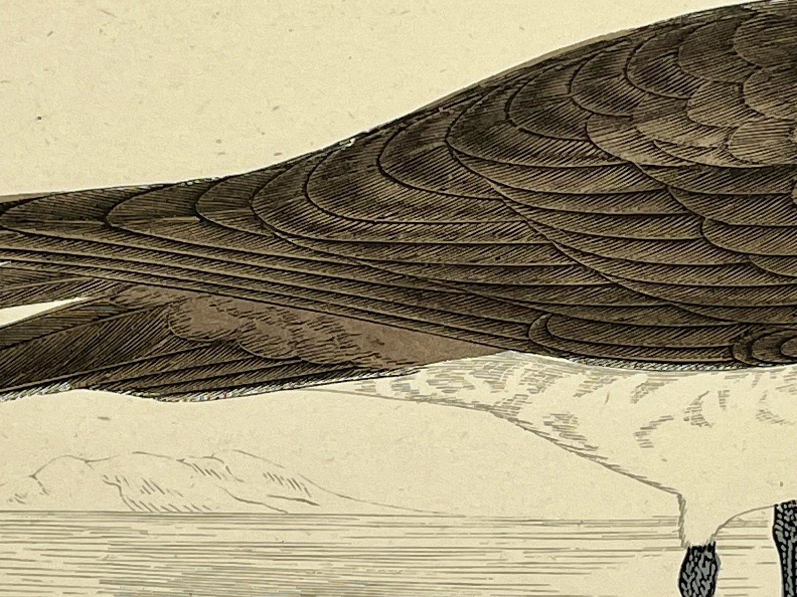 Antique Hand Tinted Bird Print From England Featuring a Brown & White Pomerine Skua - Circa 1888 - 7