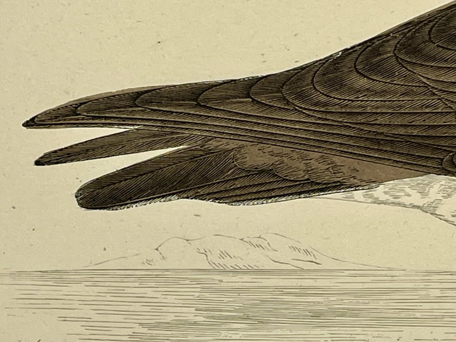 Antique Hand Tinted Bird Print From England Featuring a Brown & White Pomerine Skua - Circa 1888 - 8