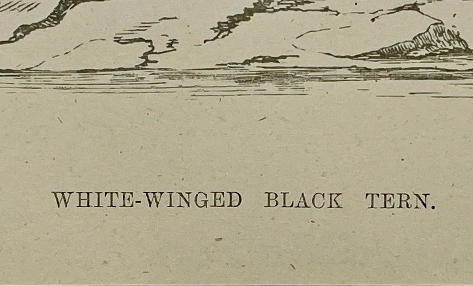 Antique Hand Tinted Bird Print From England Featuring a White-Winged Black Tern - Circa 1888 - 10