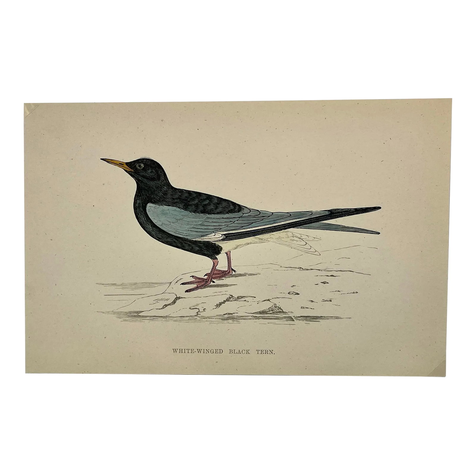 Antique Hand Tinted Bird Print From England Featuring a White-Winged Black Tern - Circa 1888: Antique Hand Tinted Bird Print From England Featuring a White-Winged Black Tern - Circa 1888. Print measures 7 3/8" W x 4 3/4" T Print is attached to an 11 3/4" W x 8 1/4" T piece of paper by 2 corner