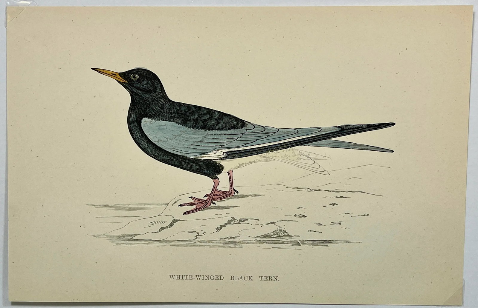 Antique Hand Tinted Bird Print From England Featuring a White-Winged Black Tern - Circa 1888 - 2
