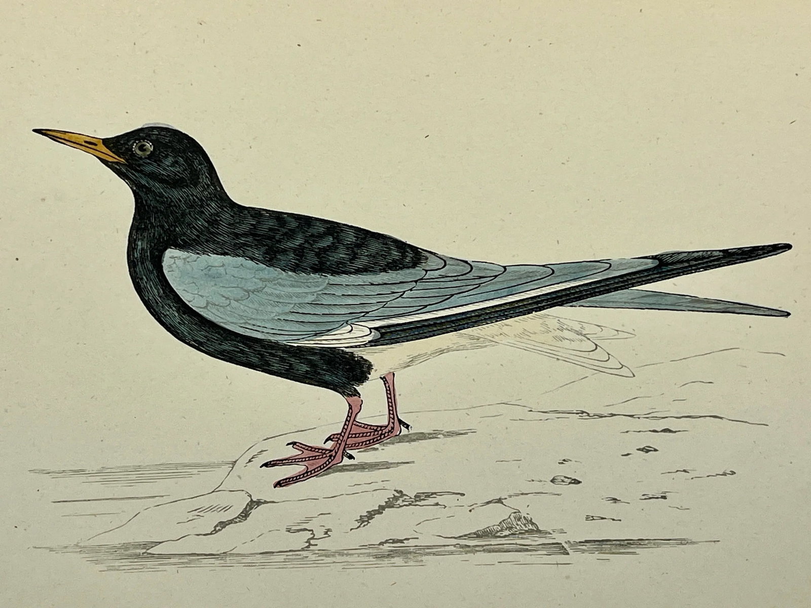 Antique Hand Tinted Bird Print From England Featuring a White-Winged Black Tern - Circa 1888 - 3