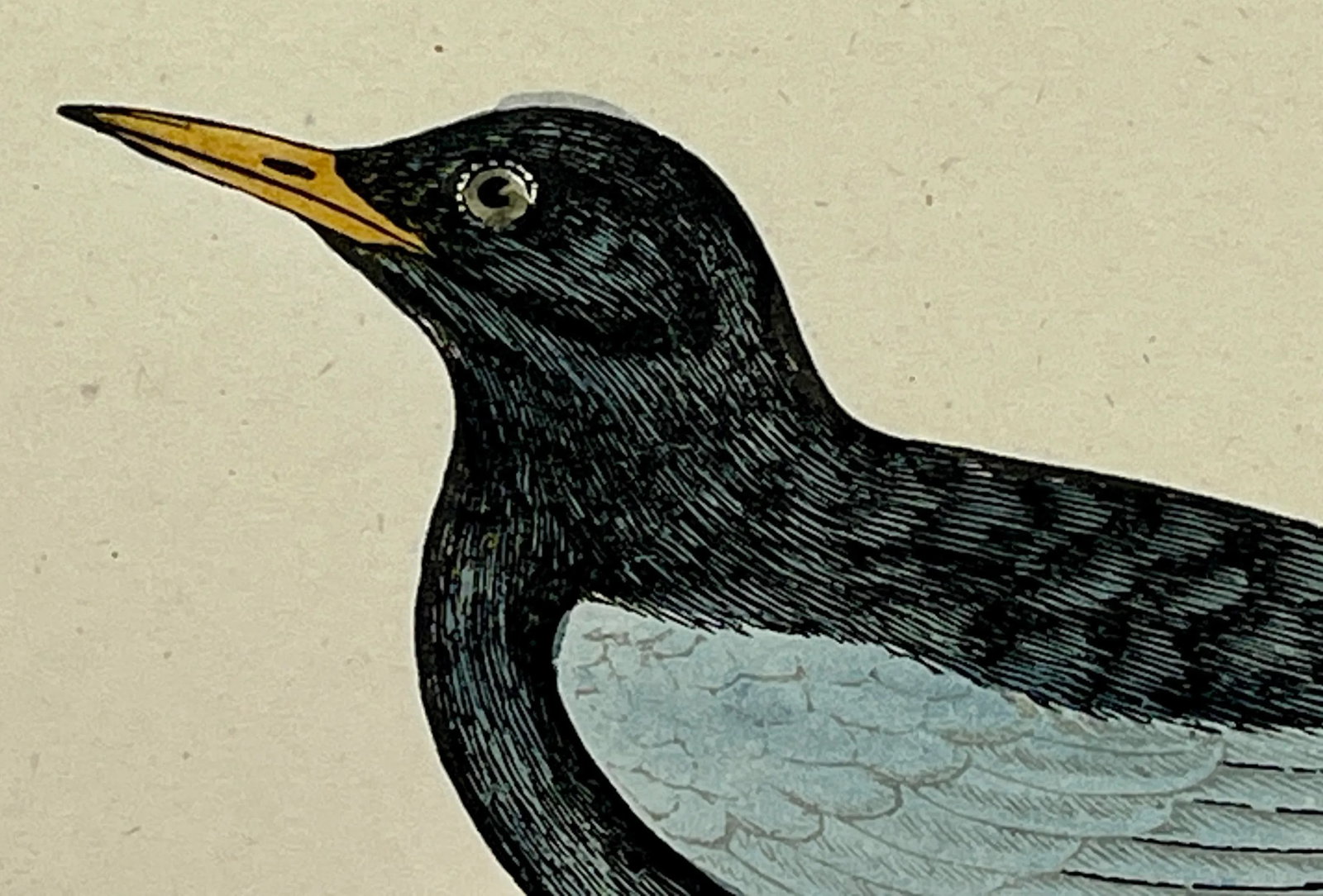 Antique Hand Tinted Bird Print From England Featuring a White-Winged Black Tern - Circa 1888 - 4