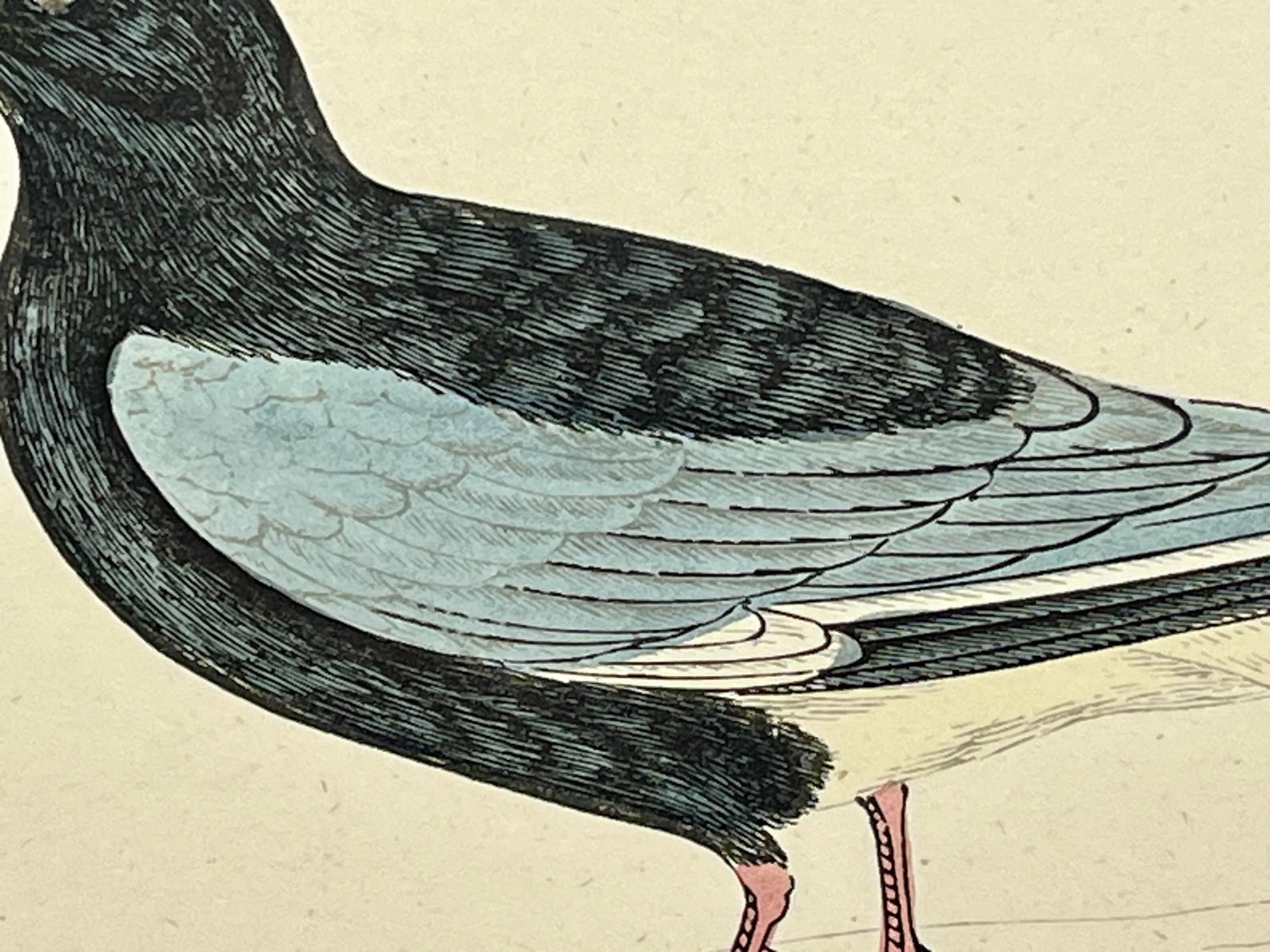 Antique Hand Tinted Bird Print From England Featuring a White-Winged Black Tern - Circa 1888 - 5