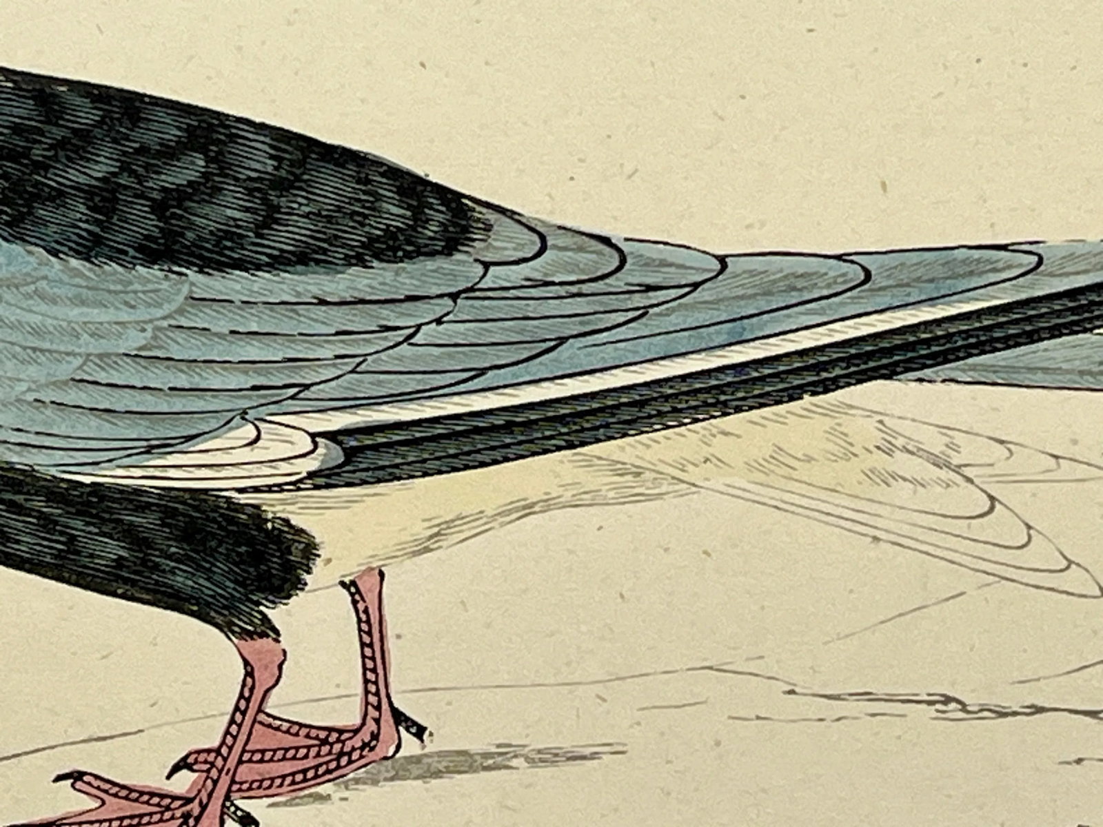 Antique Hand Tinted Bird Print From England Featuring a White-Winged Black Tern - Circa 1888 - 6
