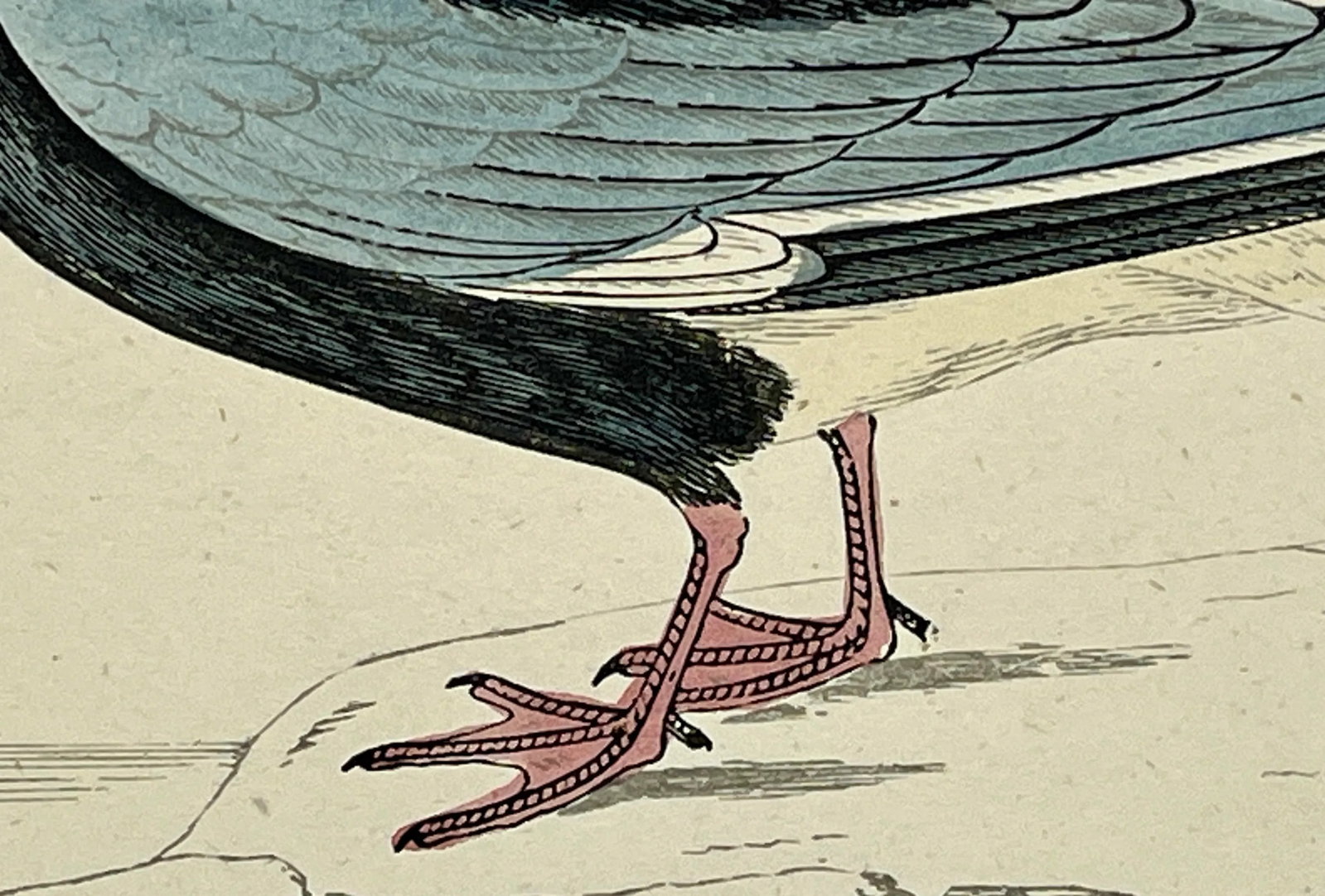 Antique Hand Tinted Bird Print From England Featuring a White-Winged Black Tern - Circa 1888 - 9