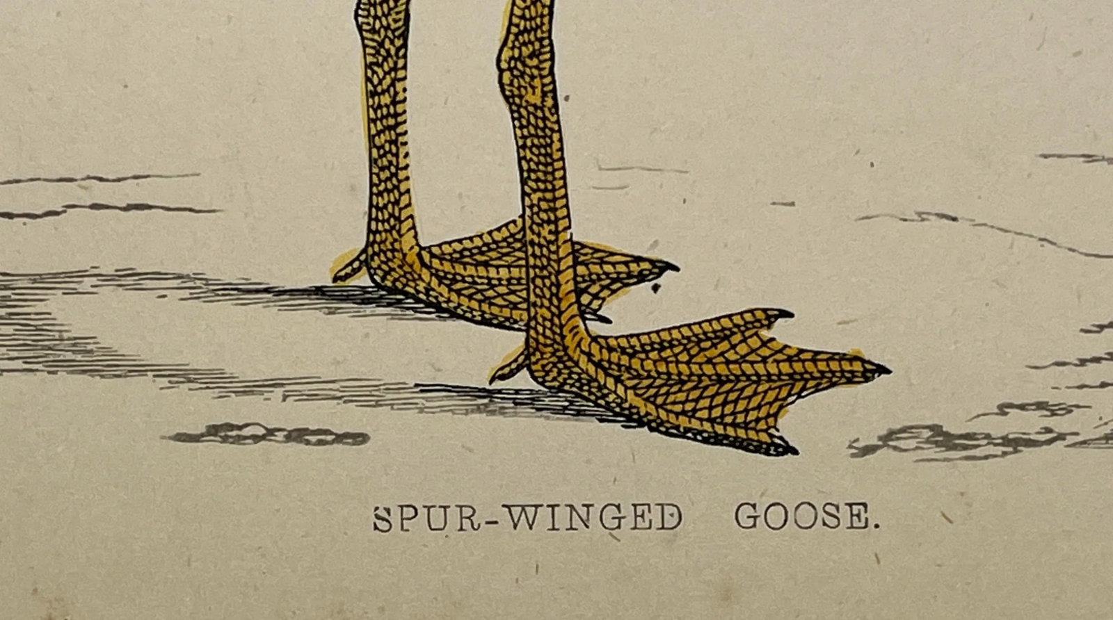 Antique Hand Tinted Bird Print Featuring a Spur-Winged Goose - Circa 1880 - 10