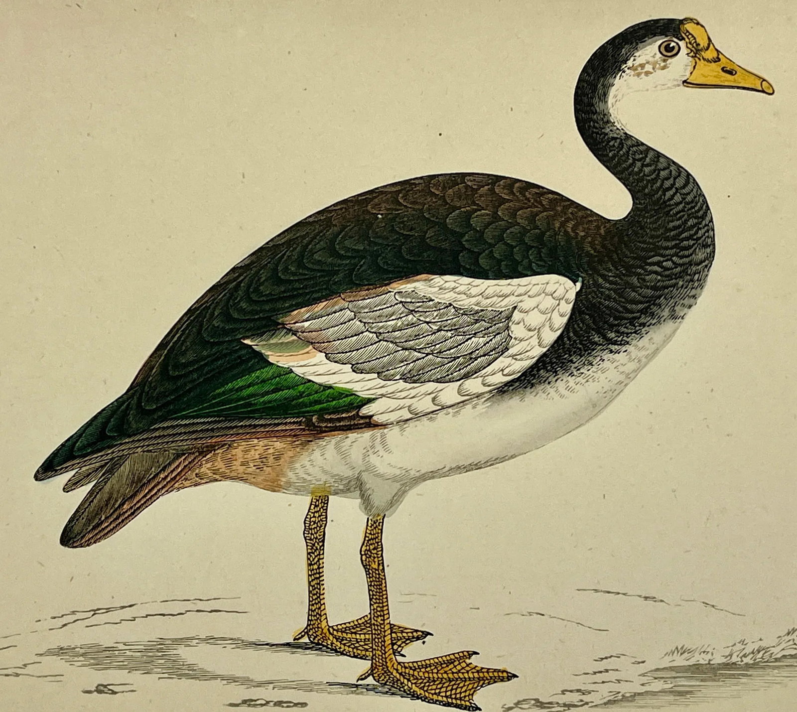 Antique Hand Tinted Bird Print Featuring a Spur-Winged Goose - Circa 1880 - 11