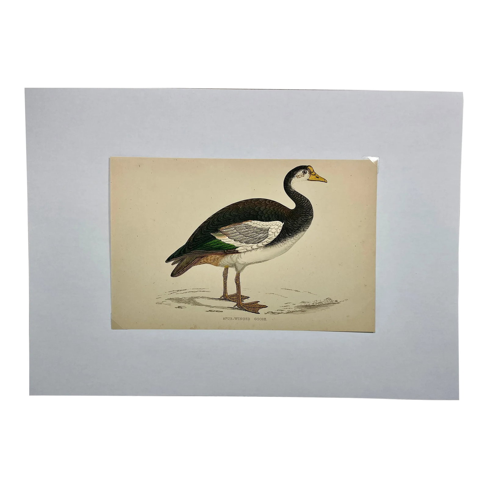 Antique Hand Tinted Bird Print Featuring a Spur-Winged Goose - Circa 1880: Antique Hand Tinted Bird Print Featuring a Spur-Winged Goose - Circa 1880. Print measures 7 1/4" W x 4 3/4" T Print is attached to an 11 3/4" W x 8 1/4" T piece of paper by 2 corner wedges. Has a card
