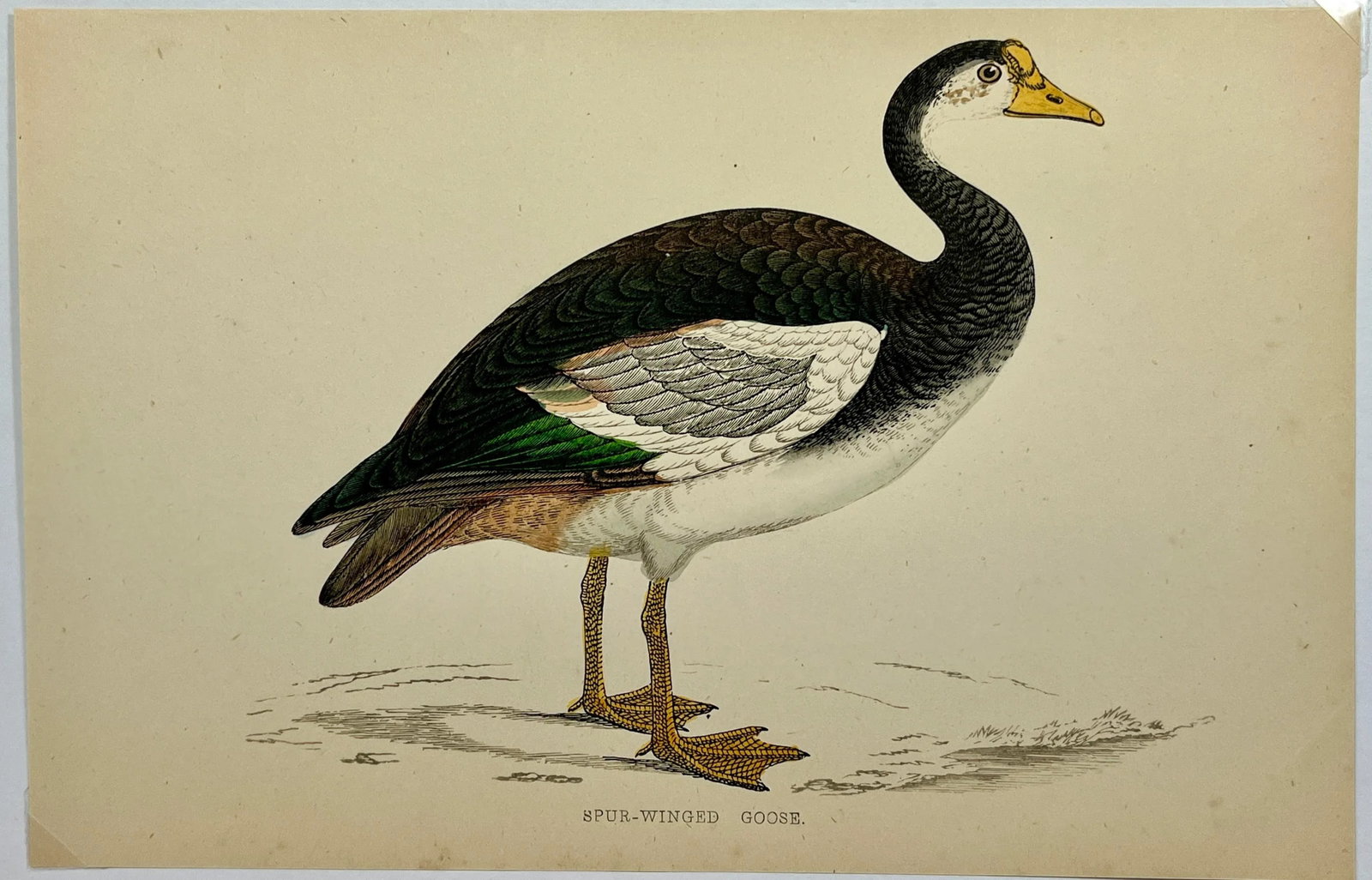 Antique Hand Tinted Bird Print Featuring a Spur-Winged Goose - Circa 1880 - 2