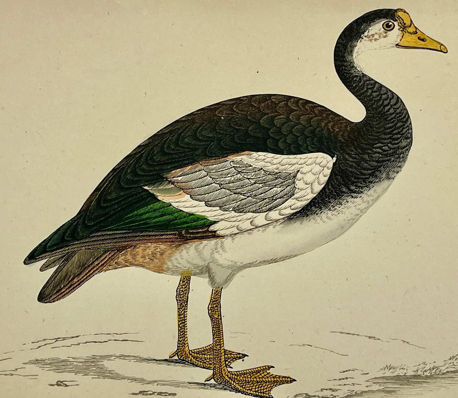 Antique Hand Tinted Bird Print Featuring a Spur-Winged Goose - Circa 1880 - 3
