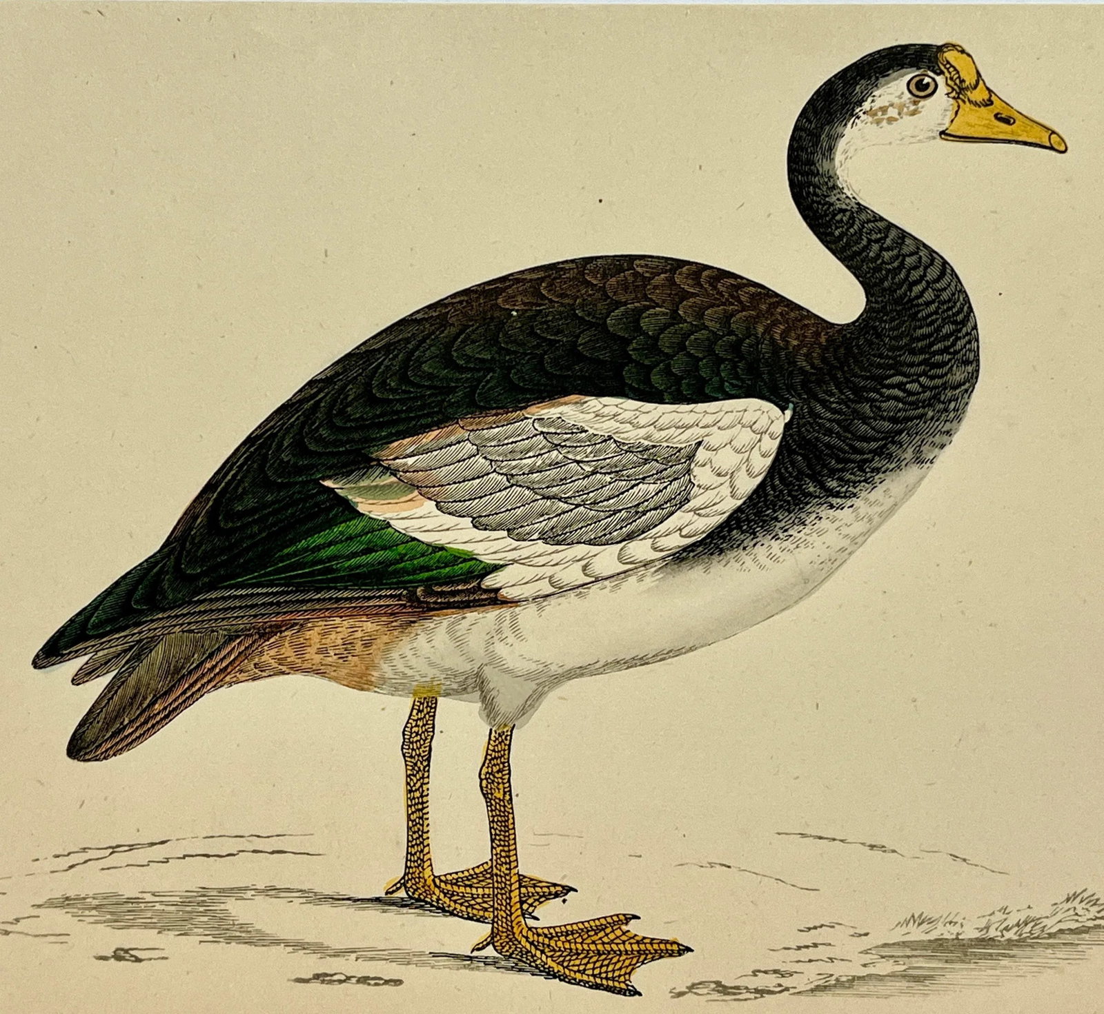 Antique Hand Tinted Bird Print Featuring a Spur-Winged Goose - Circa 1880 - 4