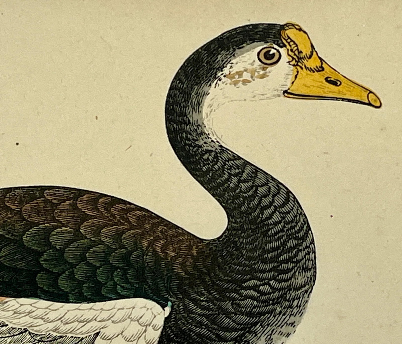 Antique Hand Tinted Bird Print Featuring a Spur-Winged Goose - Circa 1880 - 5