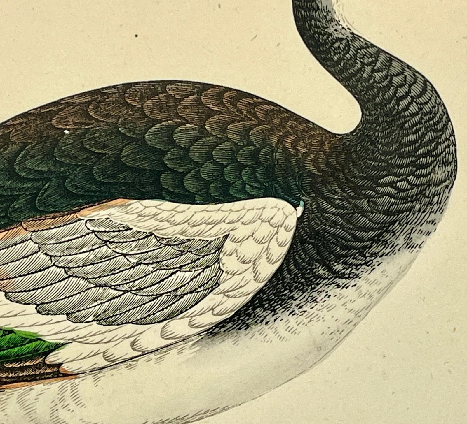 Antique Hand Tinted Bird Print Featuring a Spur-Winged Goose - Circa 1880 - 6