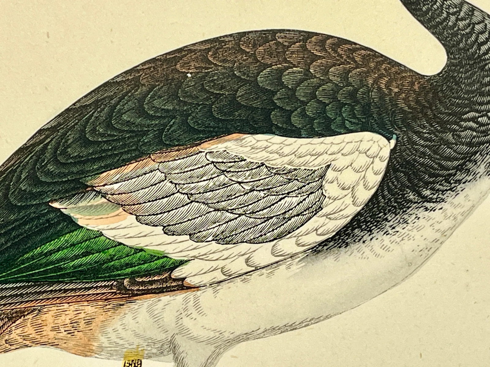 Antique Hand Tinted Bird Print Featuring a Spur-Winged Goose - Circa 1880 - 7