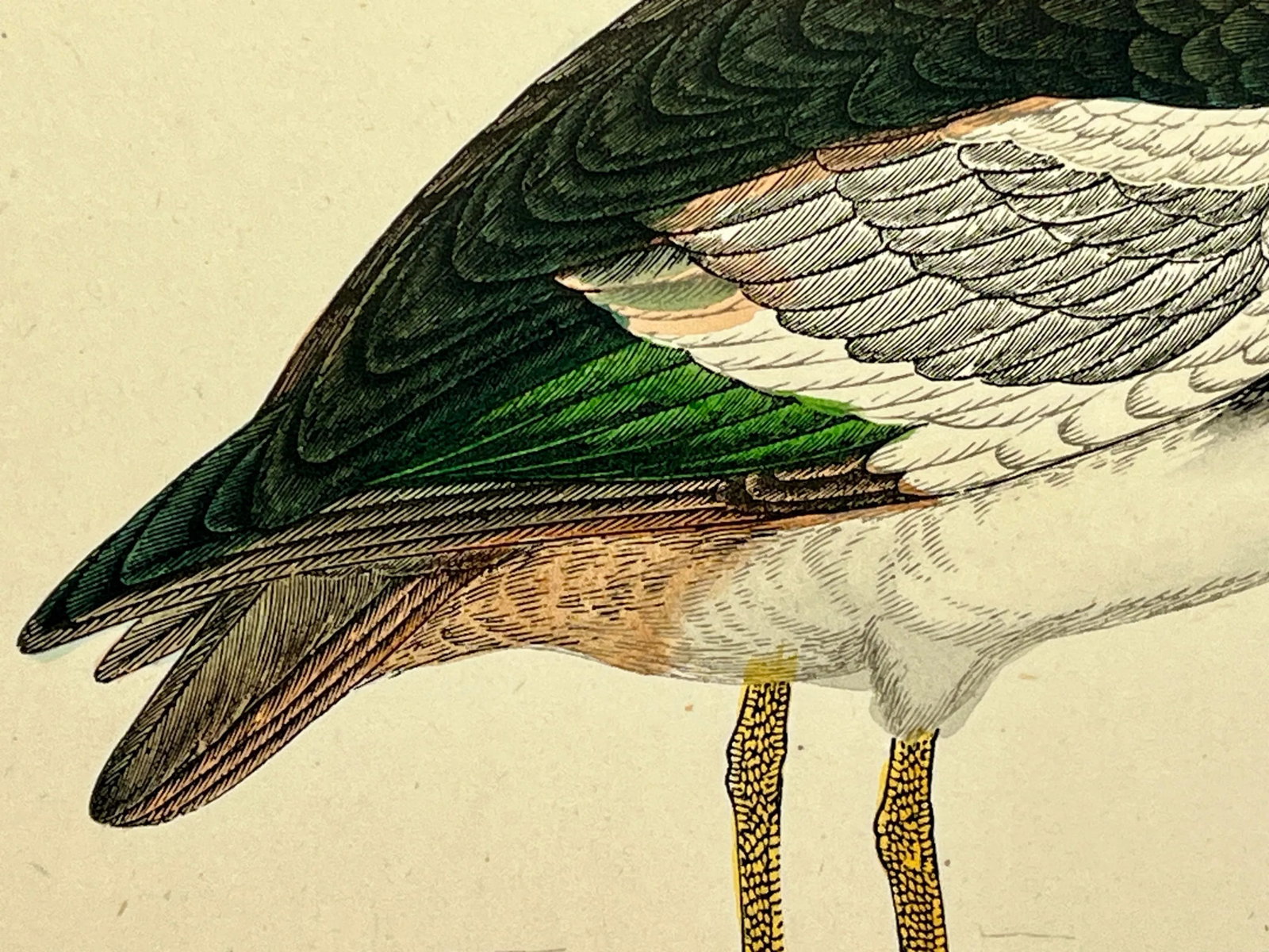 Antique Hand Tinted Bird Print Featuring a Spur-Winged Goose - Circa 1880 - 8