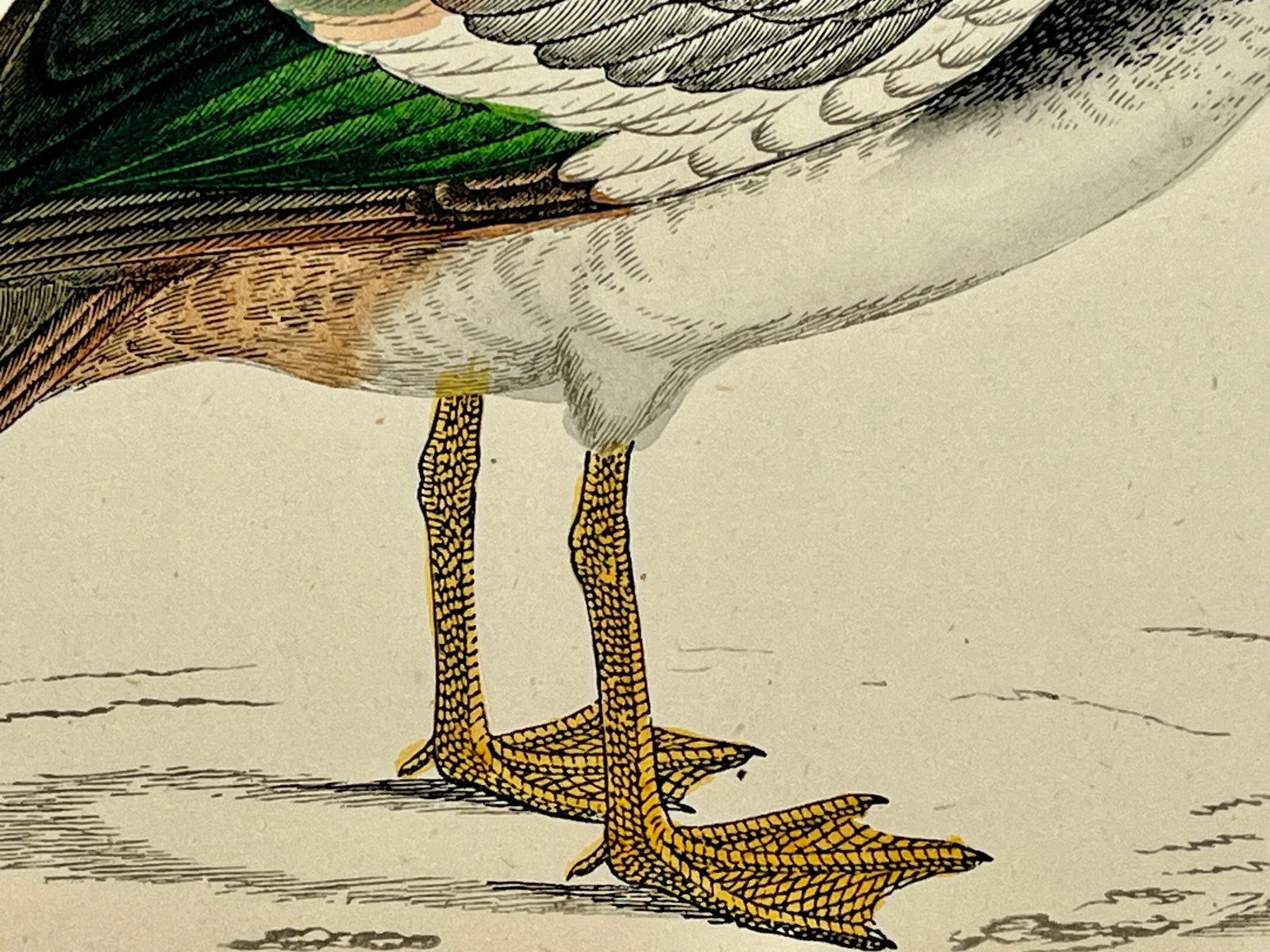 Antique Hand Tinted Bird Print Featuring a Spur-Winged Goose - Circa 1880 - 9
