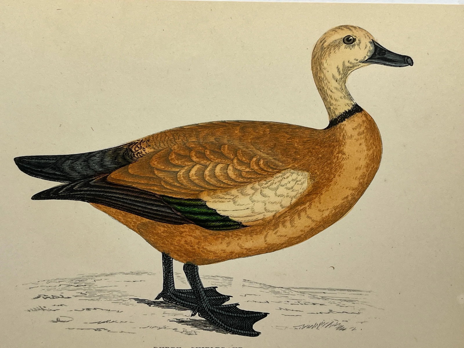 Antique Hand Tinted Bird Print From England Featuring a Ruddy Shieldrake Duck - Circa 1880 - 10
