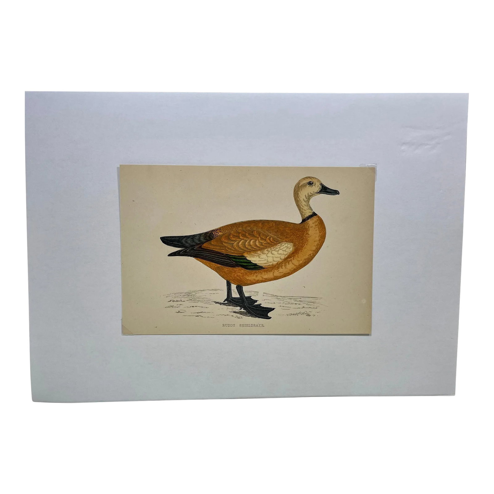 Antique Hand Tinted Bird Print From England Featuring a Ruddy Shieldrake Duck - Circa 1880 (1 of 11)