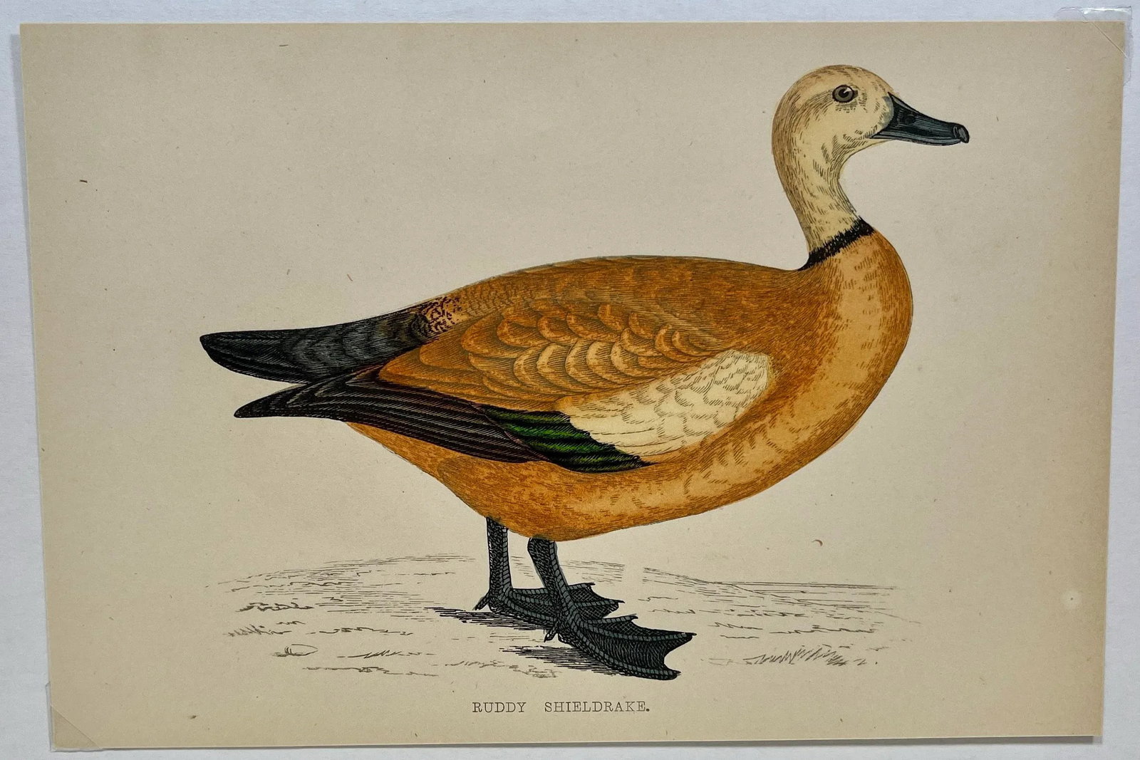 Antique Hand Tinted Bird Print From England Featuring a Ruddy Shieldrake Duck - Circa 1880 - 2