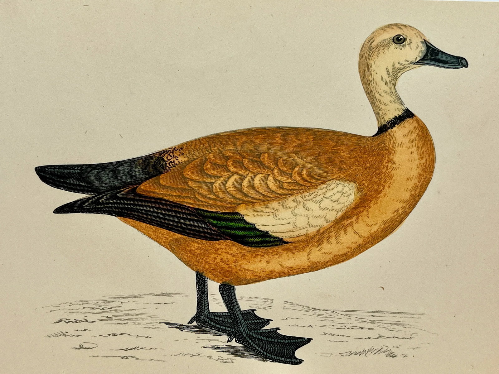 Antique Hand Tinted Bird Print From England Featuring a Ruddy Shieldrake Duck - Circa 1880 - 3