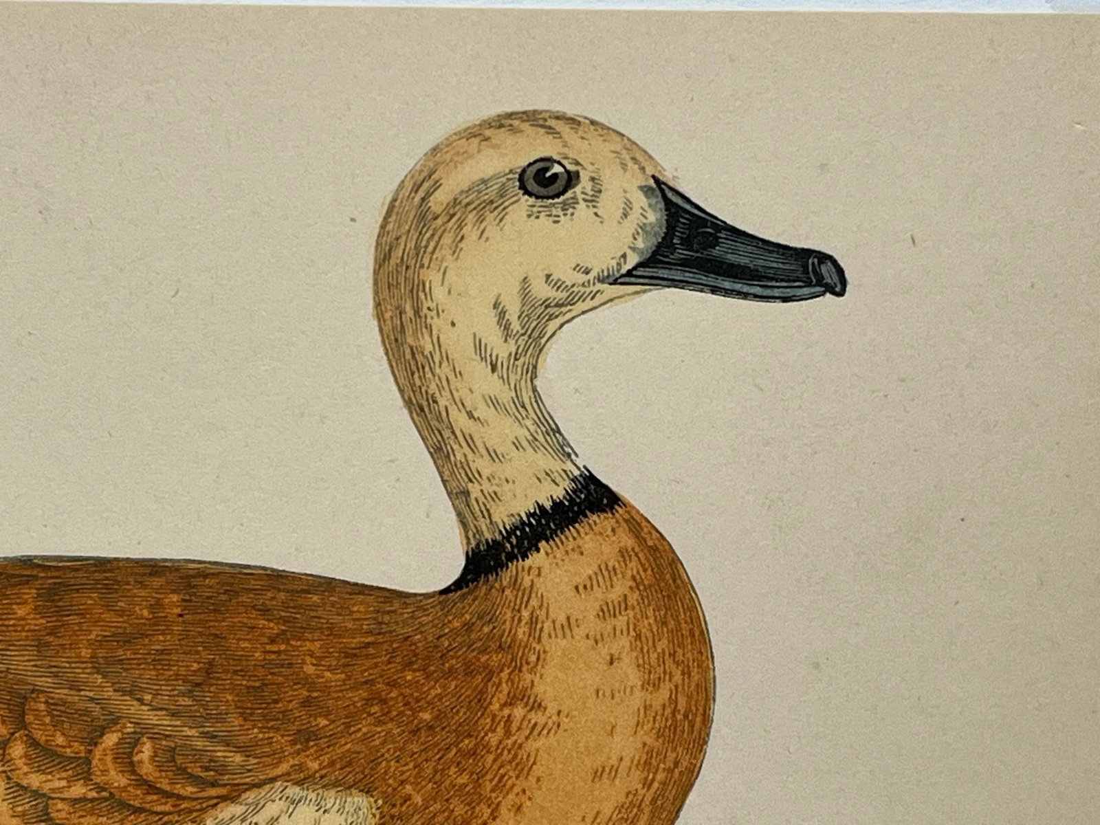 Antique Hand Tinted Bird Print From England Featuring a Ruddy Shieldrake Duck - Circa 1880 - 4