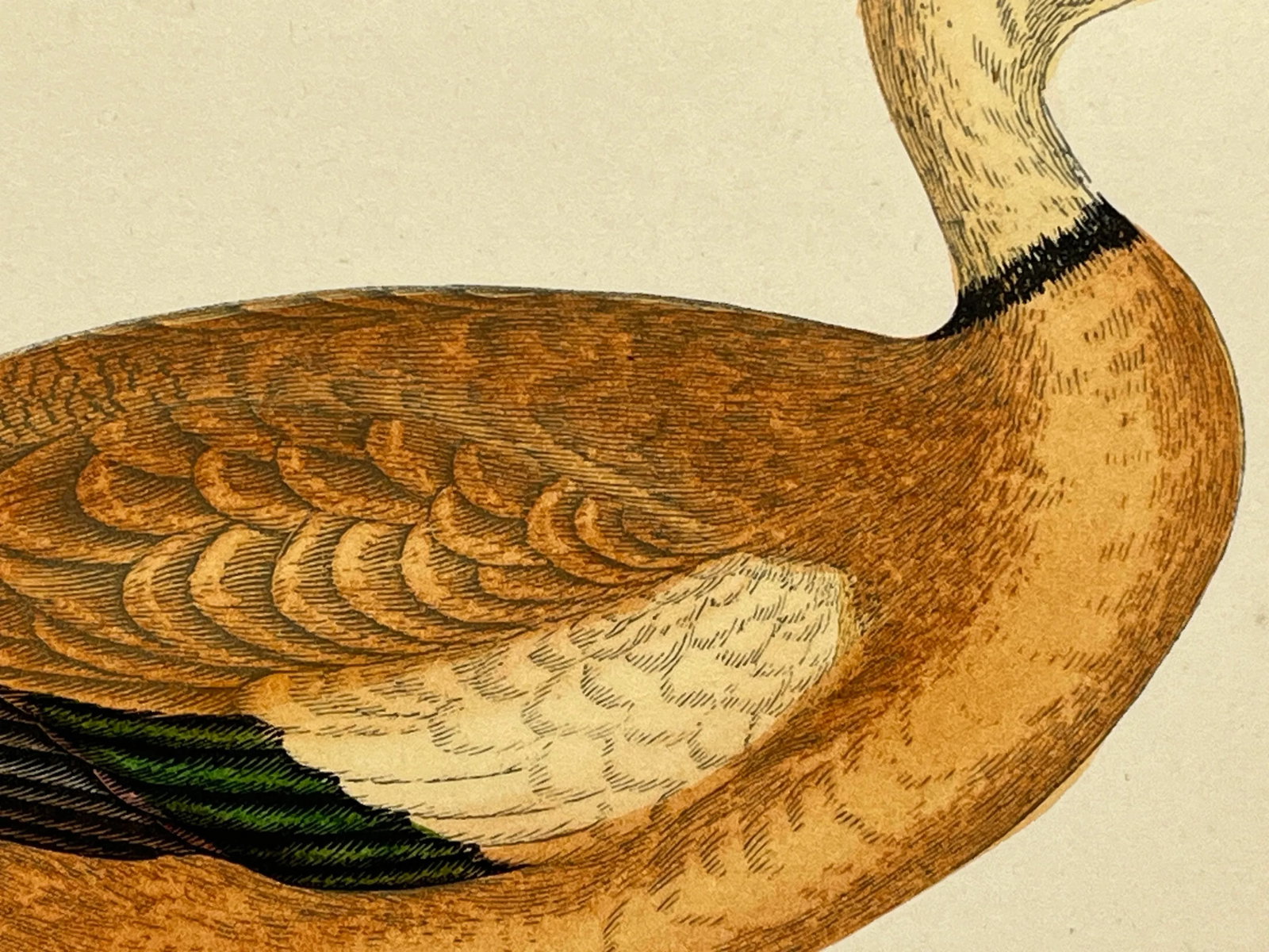 Antique Hand Tinted Bird Print From England Featuring a Ruddy Shieldrake Duck - Circa 1880 - 5