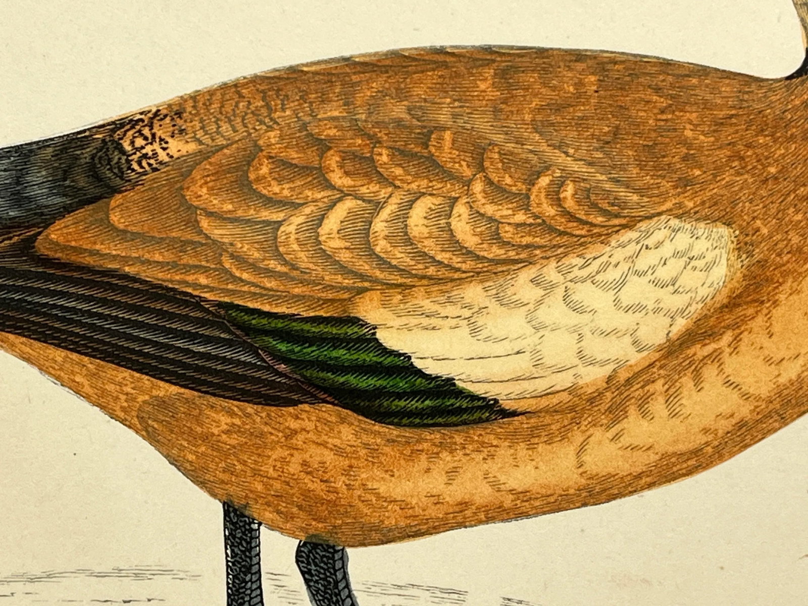 Antique Hand Tinted Bird Print From England Featuring a Ruddy Shieldrake Duck - Circa 1880 - 6