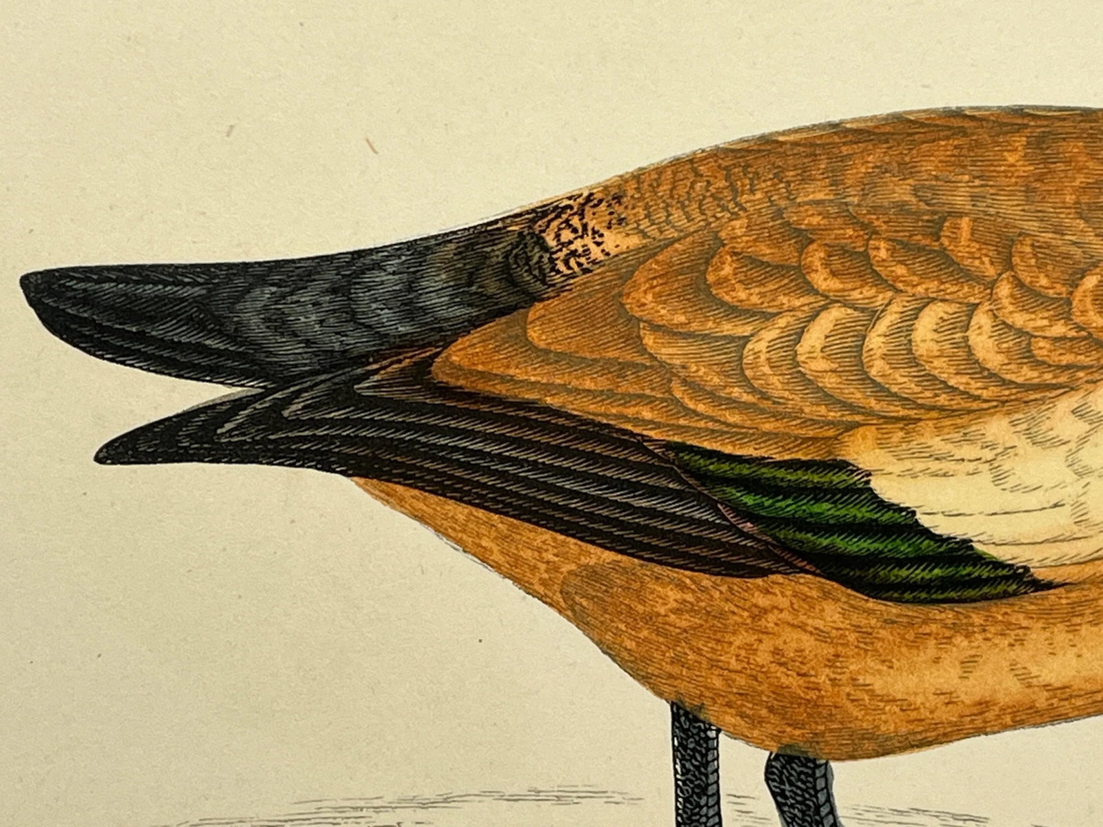 Antique Hand Tinted Bird Print From England Featuring a Ruddy Shieldrake Duck - Circa 1880 - 7
