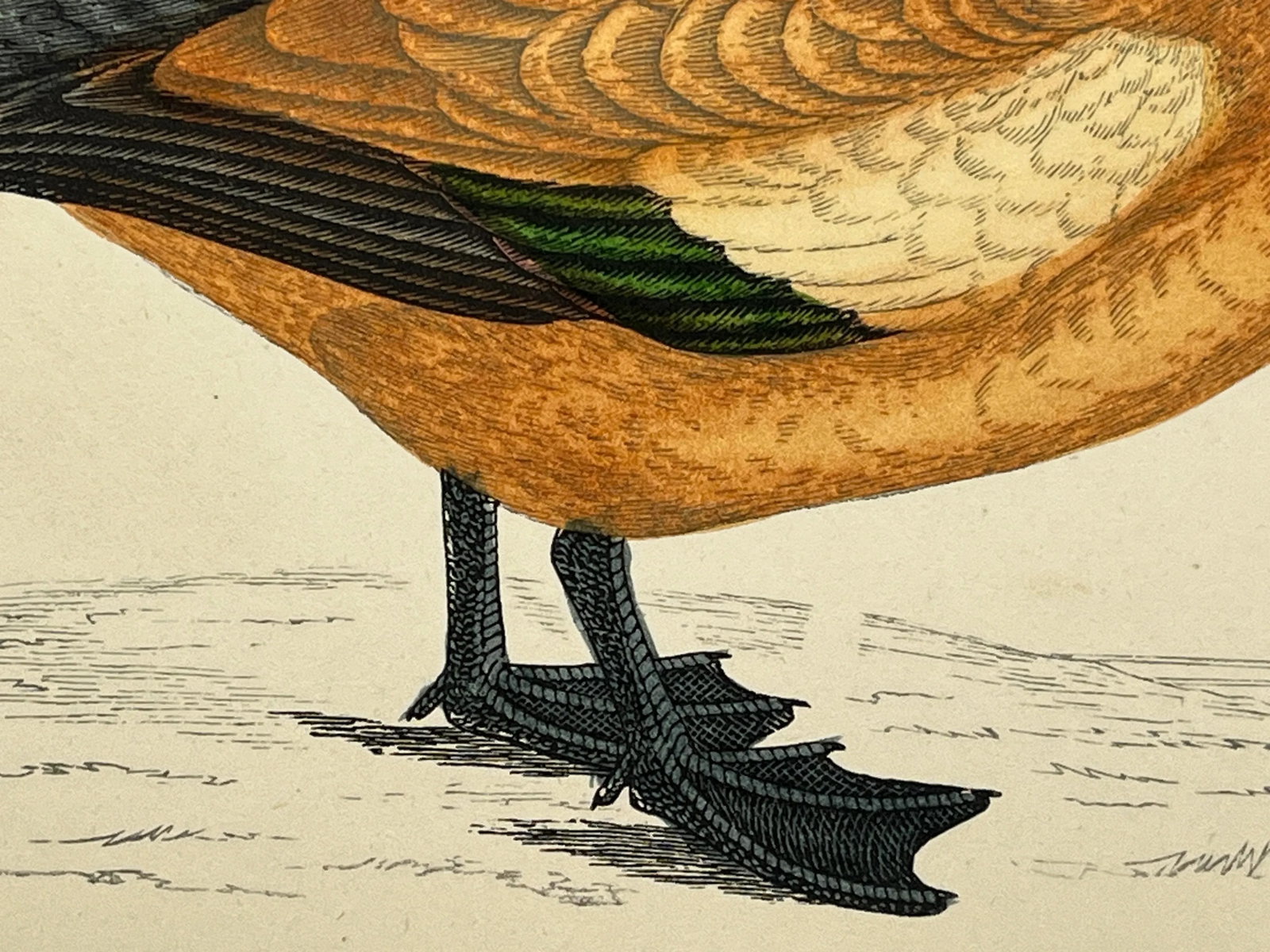 Antique Hand Tinted Bird Print From England Featuring a Ruddy Shieldrake Duck - Circa 1880 - 8