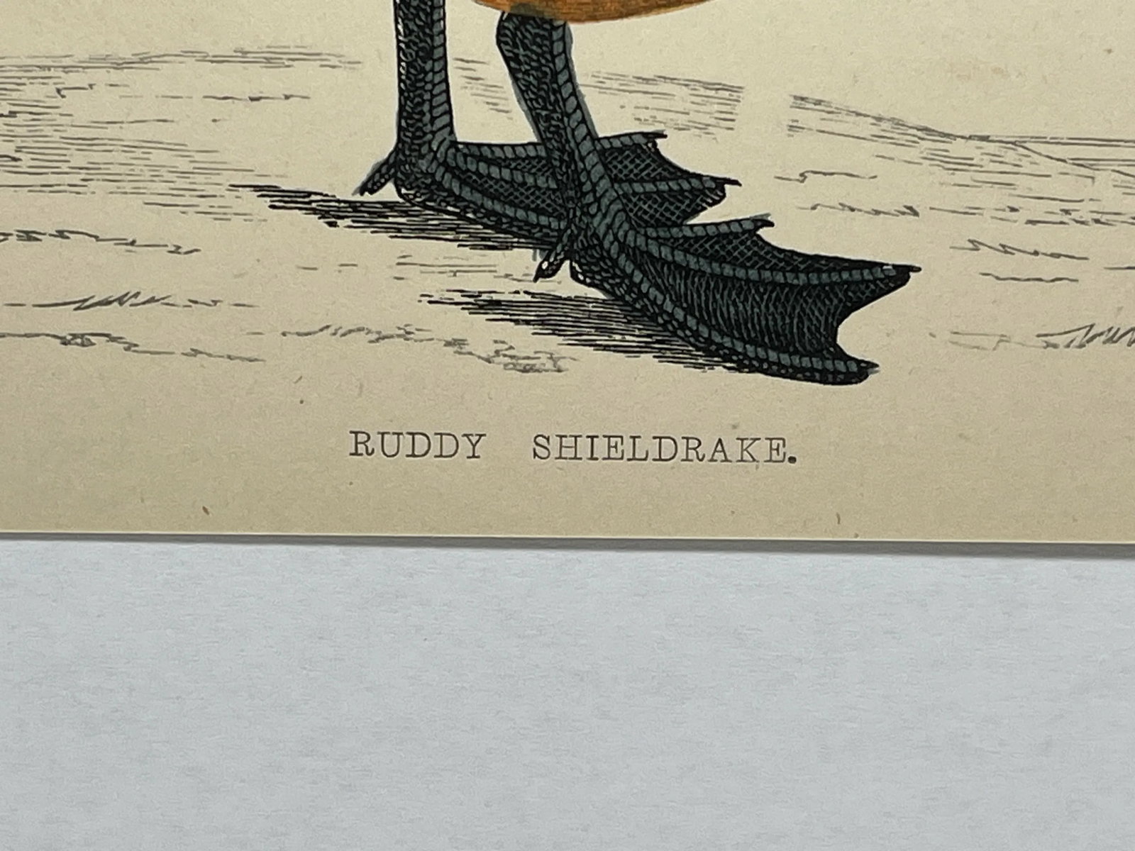 Antique Hand Tinted Bird Print From England Featuring a Ruddy Shieldrake Duck - Circa 1880 - 9