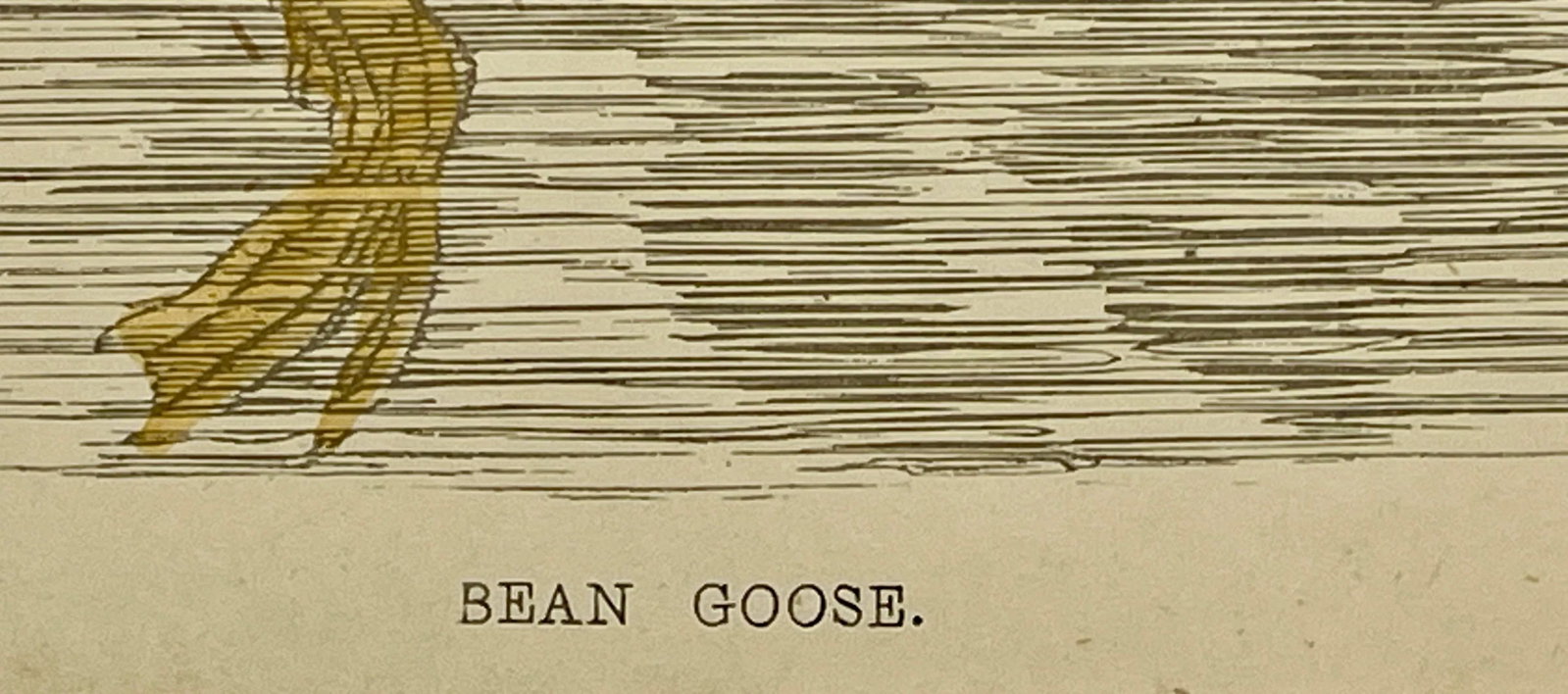 Antique Hand Tinted Bird Print From England Featuring a Brown Bean Goose - Circa 1880 - 10
