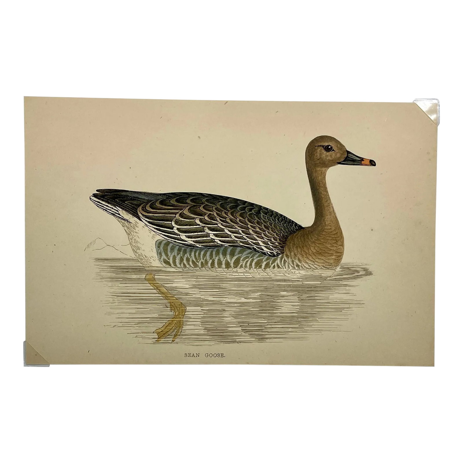 Antique Hand Tinted Bird Print From England Featuring a Brown Bean Goose - Circa 1880: Antique Hand Tinted Bird Print From England Featuring a Brown Bean Goose - Circa 1880. Print measures 7 1/8" W x 4 5/8" T Print is attached to an 11 3/4" W x 8 1/4" T piece of paper by 2 corner