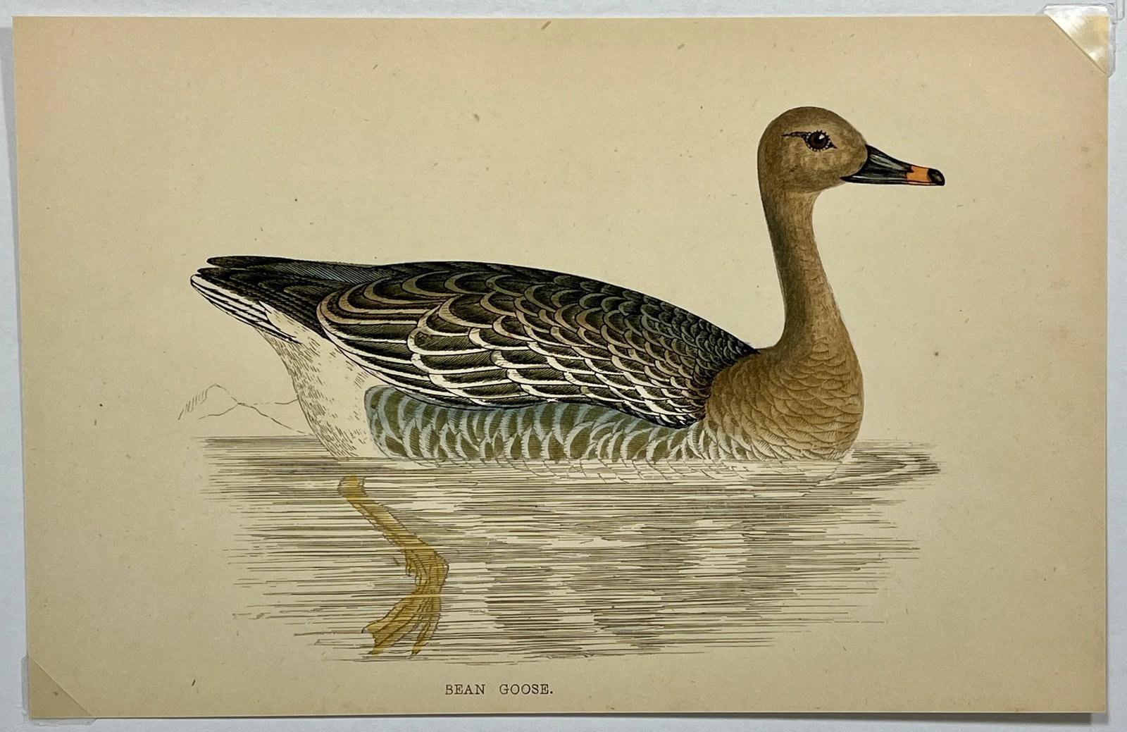 Antique Hand Tinted Bird Print From England Featuring a Brown Bean Goose - Circa 1880 - 2