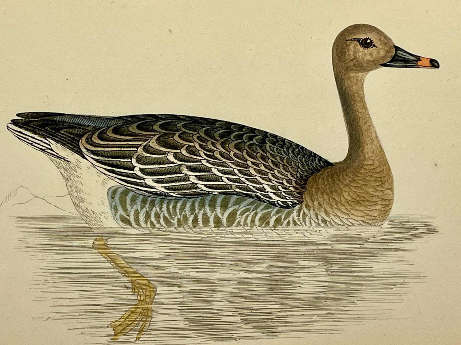 Antique Hand Tinted Bird Print From England Featuring a Brown Bean Goose - Circa 1880 - 3