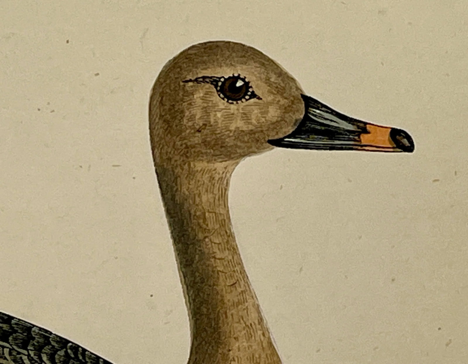 Antique Hand Tinted Bird Print From England Featuring a Brown Bean Goose - Circa 1880 - 4