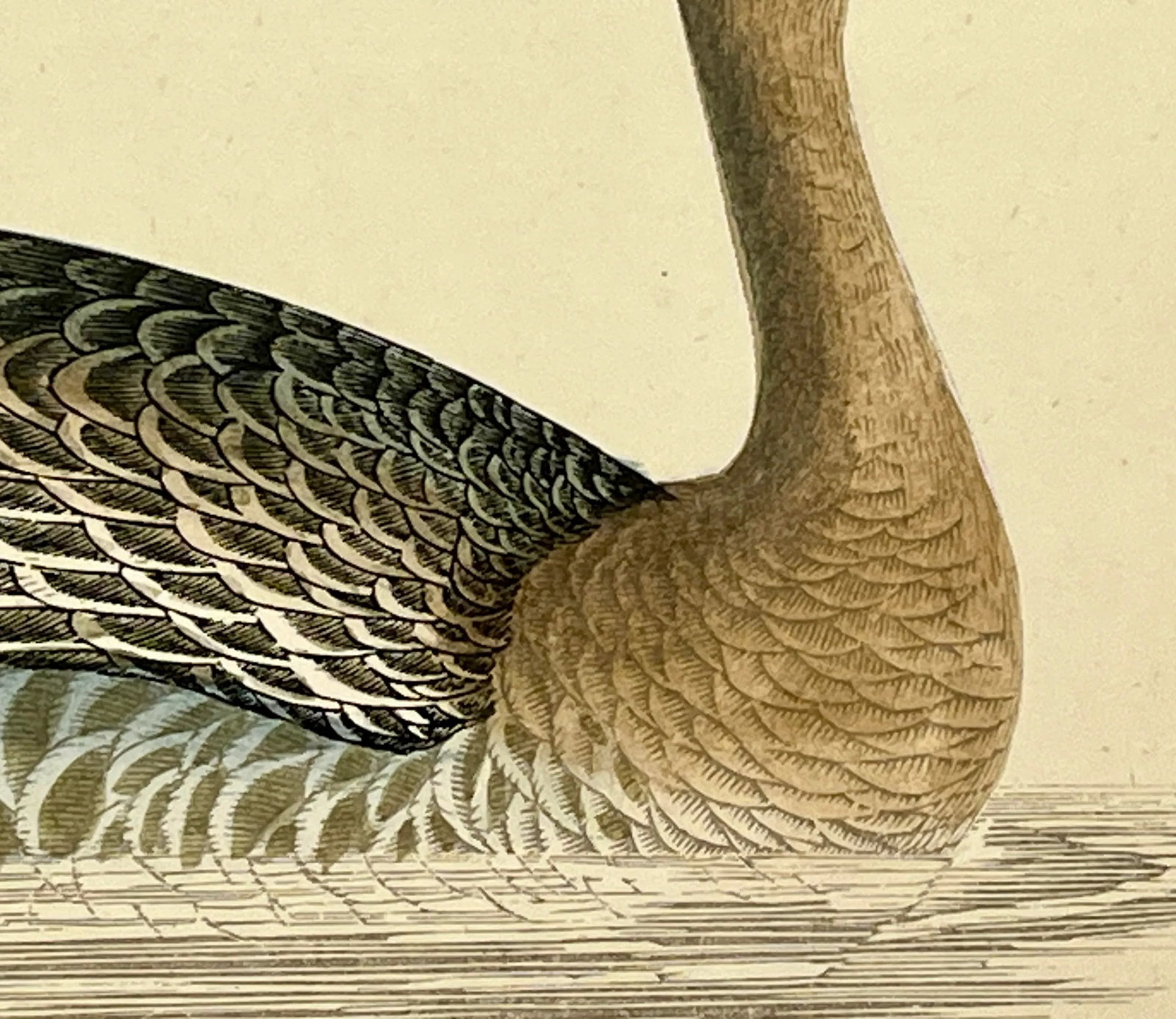Antique Hand Tinted Bird Print From England Featuring a Brown Bean Goose - Circa 1880 - 5
