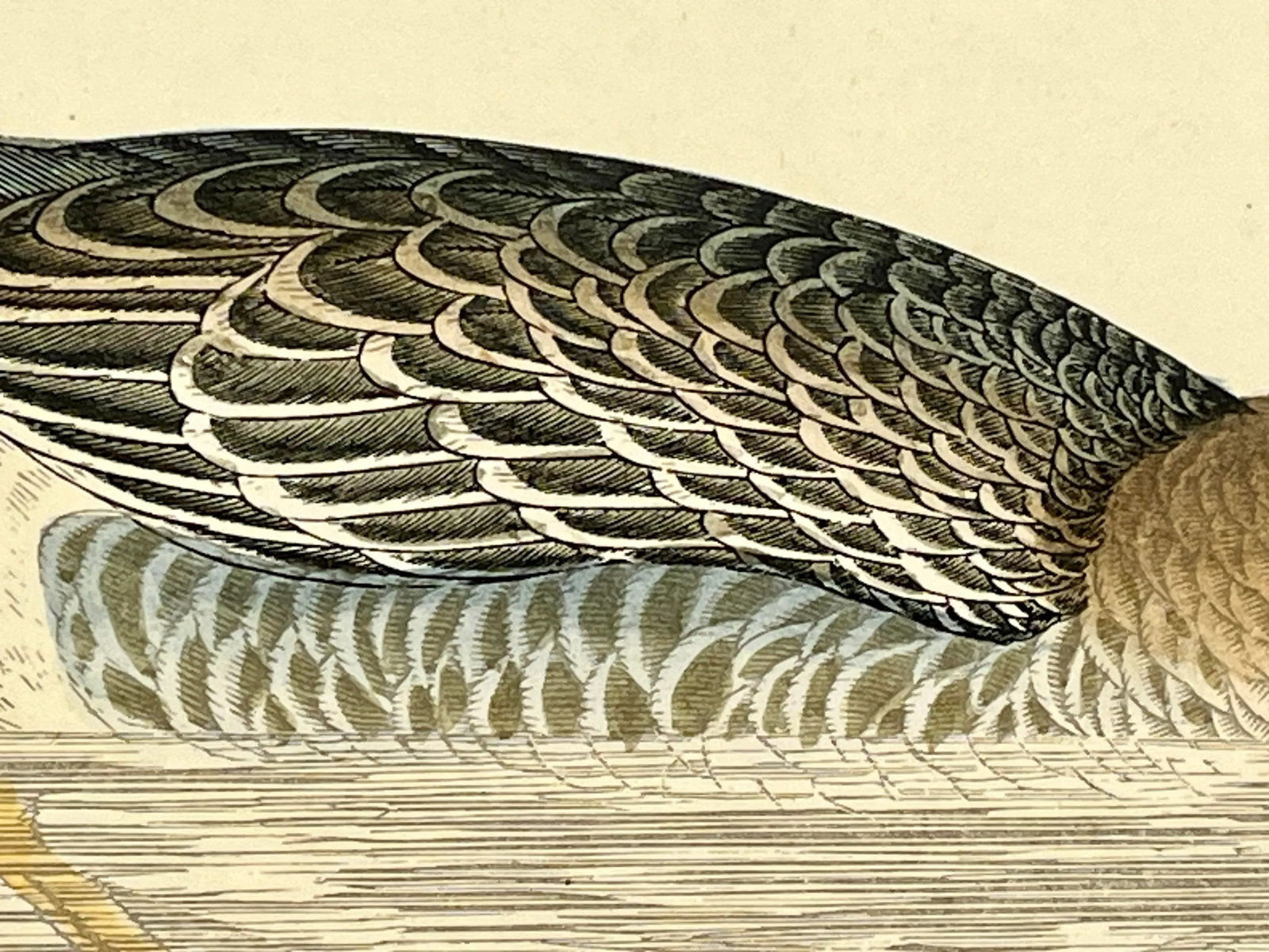Antique Hand Tinted Bird Print From England Featuring a Brown Bean Goose - Circa 1880 - 6