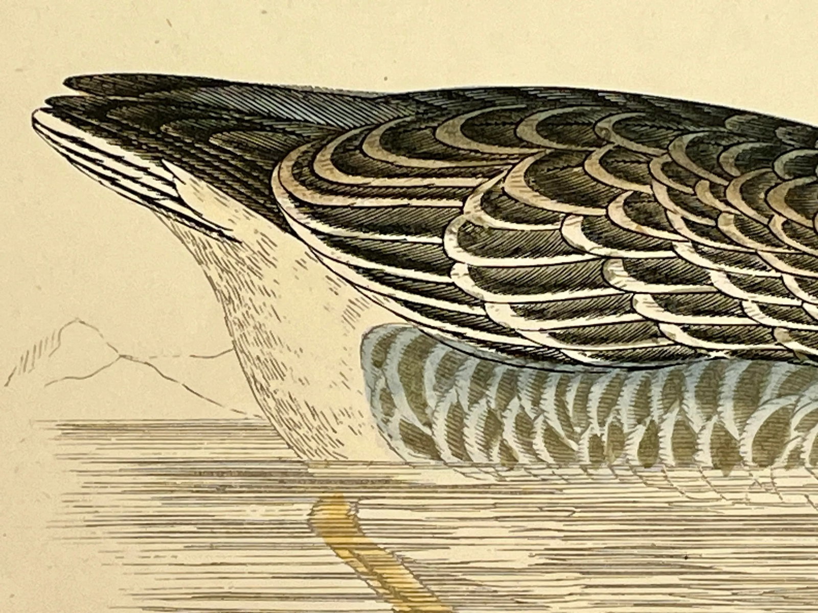 Antique Hand Tinted Bird Print From England Featuring a Brown Bean Goose - Circa 1880 - 7