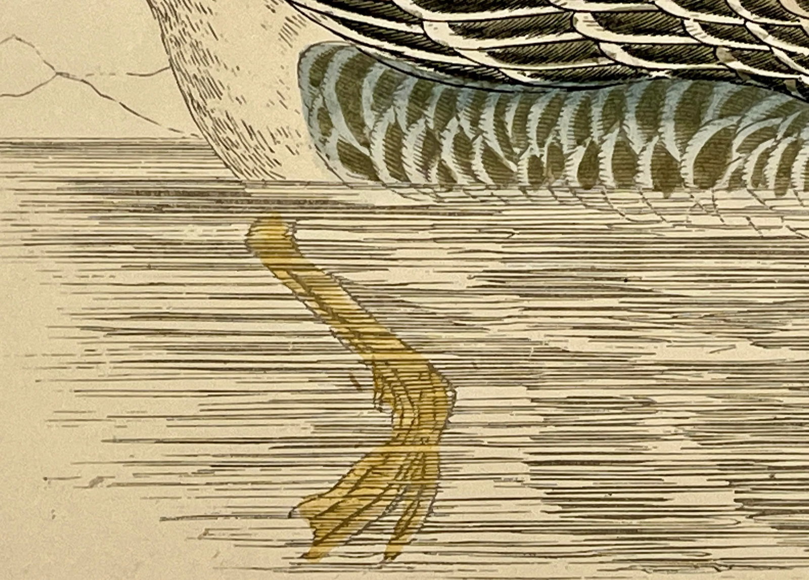 Antique Hand Tinted Bird Print From England Featuring a Brown Bean Goose - Circa 1880 - 8