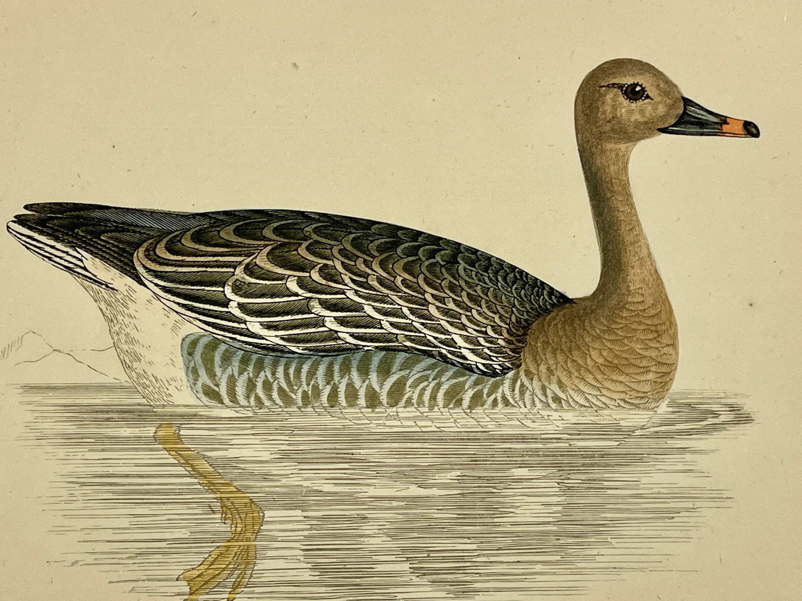 Antique Hand Tinted Bird Print From England Featuring a Brown Bean Goose - Circa 1880 - 9
